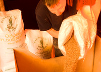 Brewer mixing barley & hop  into the mash tun to begin the brewing process.