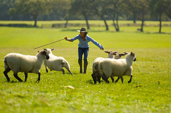 Sheep wrangling photoshoot , Vale of Glamorgan
