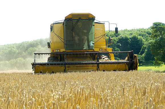 Combine harvester cutting barley in Wales.
